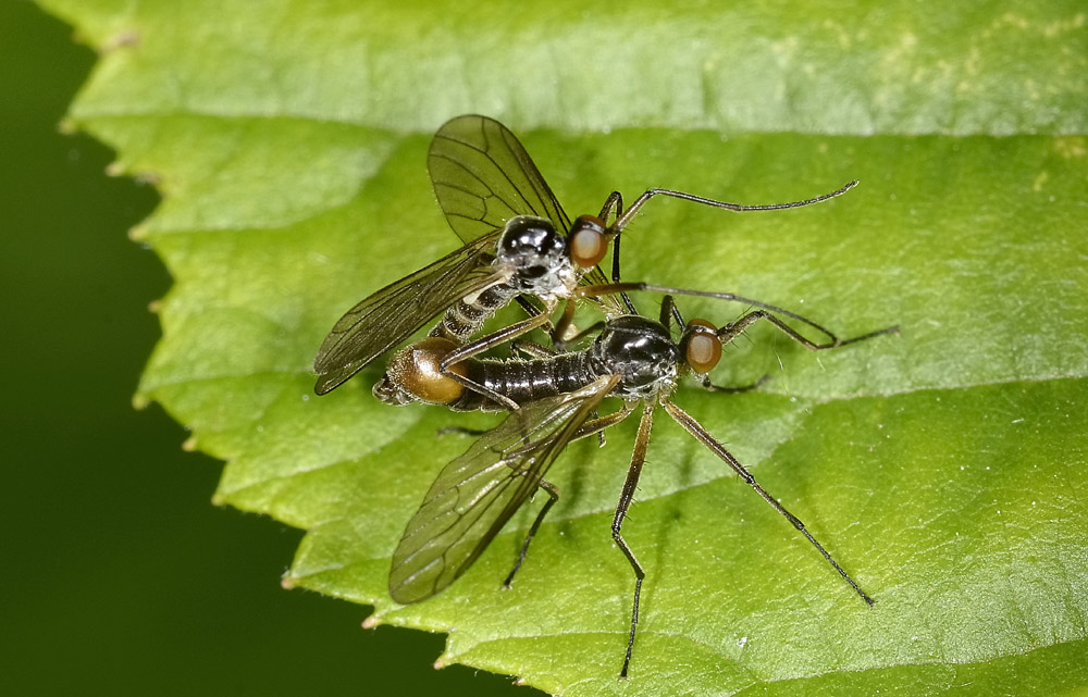 Hybotidae? No. Empididae: Brachystoma vesciculosum